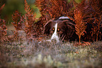 adult Miniature Australian Shepherd