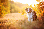 adult Miniature Australian Shepherd