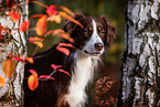 adult Miniature Australian Shepherd