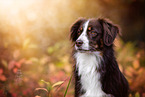 adult Miniature Australian Shepherd