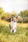 red-merle Miniature Australian Shepherd