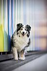 blue-merle Miniature Australian Shepherd