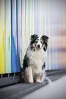blue-merle Miniature Australian Shepherd