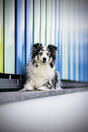 blue-merle Miniature Australian Shepherd