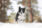 Miniature Australian Shepherd