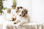Miniature Australian Shepherd Puppy