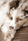 Miniature Australian Shepherd Puppy