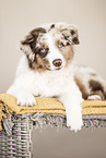 Miniature Australian Shepherd Puppy