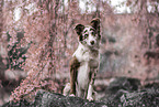 Miniature Australian Shepherd
