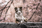 Miniature Australian Shepherd