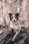 Miniature Australian Shepherd