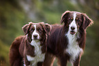 Miniature Australian Shepherd