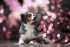 female Miniature Australian Shepherd