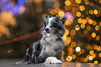 female Miniature Australian Shepherd