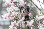 female Miniature Australian Shepherds