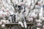 female Miniature Australian Shepherd