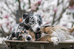 female Miniature Australian Shepherds