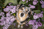 female Miniature Australian Shepherd