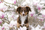 female Miniature Australian Shepherd