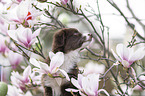 female Miniature Australian Shepherd