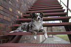 female Miniature Australian Shepherd