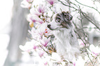 female Miniature Australian Shepherd