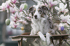 female Miniature Australian Shepherd