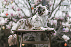 female Miniature Australian Shepherd