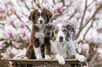 female Miniature Australian Shepherds