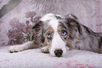 female Miniature Australian Shepherd