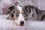 female Miniature Australian Shepherd