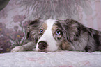 female Miniature Australian Shepherd