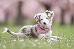 female Miniature Australian Shepherd