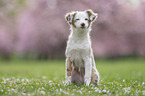 female Miniature Australian Shepherd