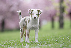 female Miniature Australian Shepherd