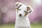 female Miniature Australian Shepherd