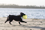 male Miniature Australian Shepherd