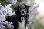 male Miniature Australian Shepherd