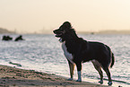 male Miniature Australian Shepherd