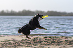 male Miniature Australian Shepherd