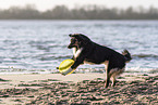 male Miniature Australian Shepherd