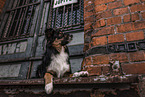male Miniature Australian Shepherd
