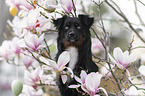 male Miniature Australian Shepherd
