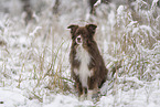 male Miniature Australian Shepherd