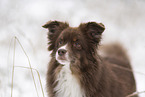 male Miniature Australian Shepherd
