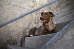 male Miniature Australian Shepherd