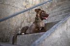 male Miniature Australian Shepherd