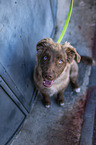 male Miniature Australian Shepherd