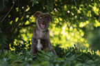 male Miniature Australian Shepherd