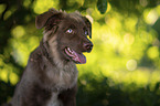 male Miniature Australian Shepherd